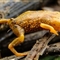 巴西发现奇特三趾青蛙新物种 体长仅仅1.5厘米