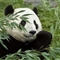 全球气候变化正使大熊猫 因食物减少而走向灭绝