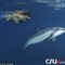 夏威夷两名孕妇海底嬉戏 引来海豚同游