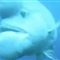日本发现羊头濑鱼相貌丑陋似怪物史莱克