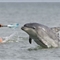 英摄影师近距离拍野生海豚与人类亲密接触
