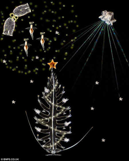 海洋学家用浮游生物照片制作梦幻圣诞贺卡（图）