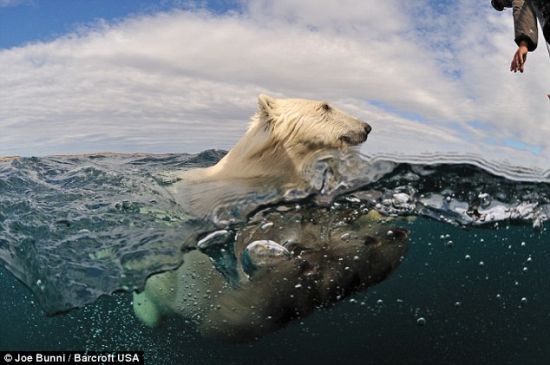 布尼设法爬上船后，这头雌性北极熊悻悻地转身游走了