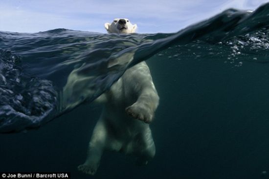 尽管北极熊体型庞大，但是它们很擅长游泳，不会有人愿意靠它们这么近