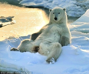 北极熊坐在雪白冰块上，斜倚着身后突起的冰块，如同人类坐在沙发上，十分有趣。 