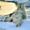 北极熊赏夕阳卖萌 模样十分有趣