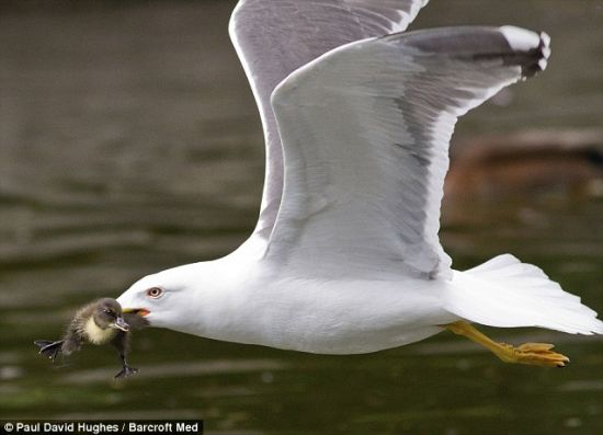 袭击成功：海鸥迅速带着可怜的受害者飞走，然后把它整个吞下肚