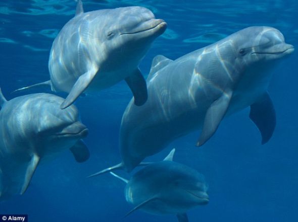 在巴西拉古纳，当地的宽吻海豚会帮助渔民捕鱼。为何如此乐于助人，现在仍就是一个不解之谜
