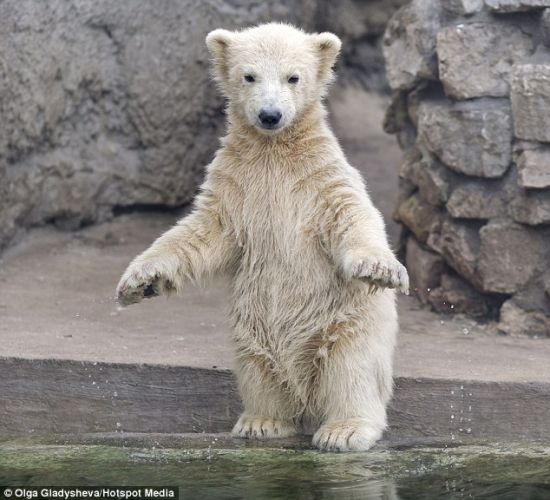 小心谨慎：这头小熊结束锻炼程序后蹑手蹑脚地朝水塘走去。