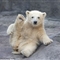 可爱北极熊宝宝做伸展运动似练瑜伽