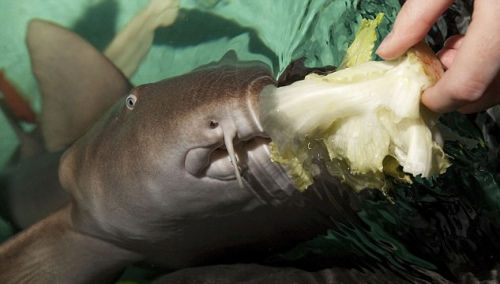 弗洛伦丝是世界上第一条素食鲨鱼