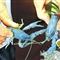蓝色龙虾惊现武汉 湖北省水产局专家称30年首次看到