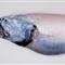 新西兰怪异鱼类：鼬鱼眼睛进化到近乎消失