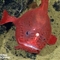 3353米深海拍到罕见鮟鱇鱼：迄今只发现7条