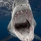 摄影师遭鲨鱼围困近距离拍摄惊险瞬间