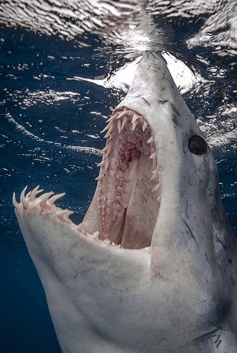 摄影师遭鲨鱼围困近距离拍摄惊险瞬间