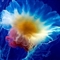 科学家欲揭水母长生不老之谜 提高人类生活质量