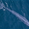 国际海事组织调整大洋航线 保护物种为鲸鱼让路