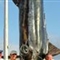 英国捕获蓝枪鱼全世界排名第4