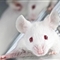 重构老鼠造血干细胞获成功 有望实现旧血变新血