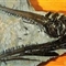 亿年鱼龙化石现身英国海岸