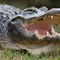 学习短吻鳄奇特牙齿再生能力 脱齿者未来迎福音