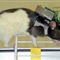 科学家利用电子芯片技术遥控瘫痪老鼠行走